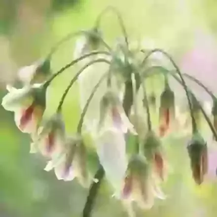 Nectaroscordum